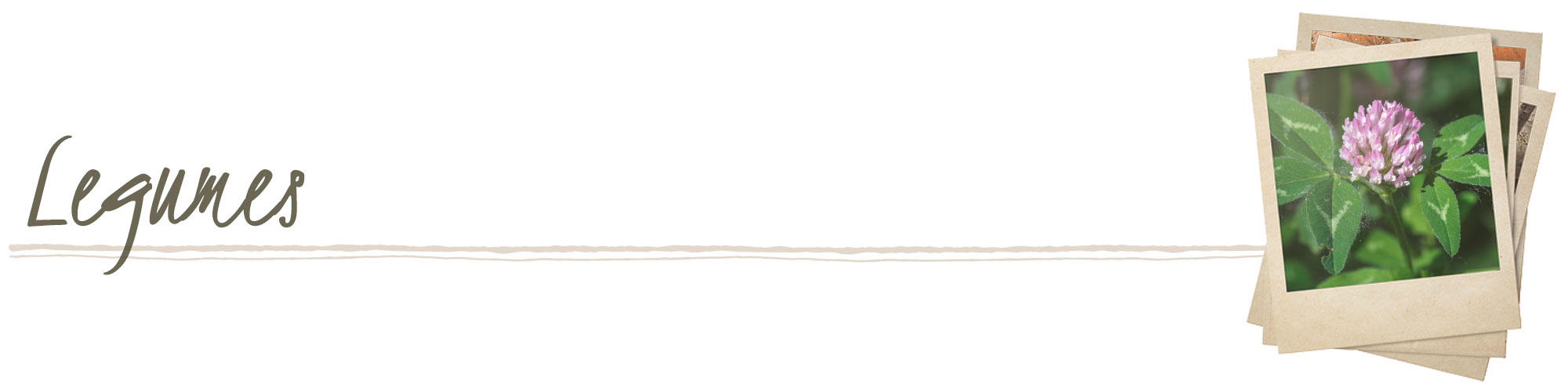 Legumes