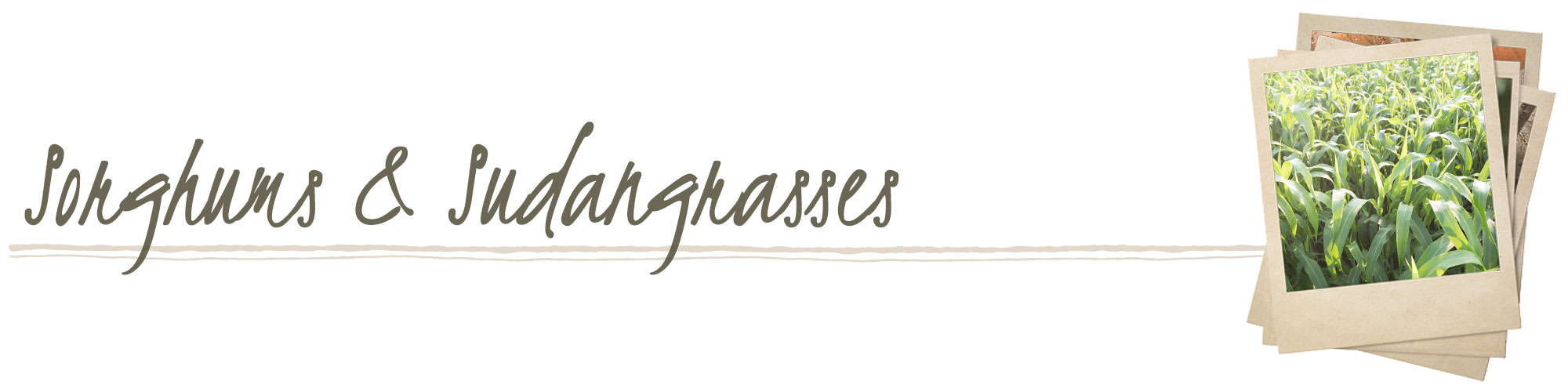 Sorghums & Sudangrasses