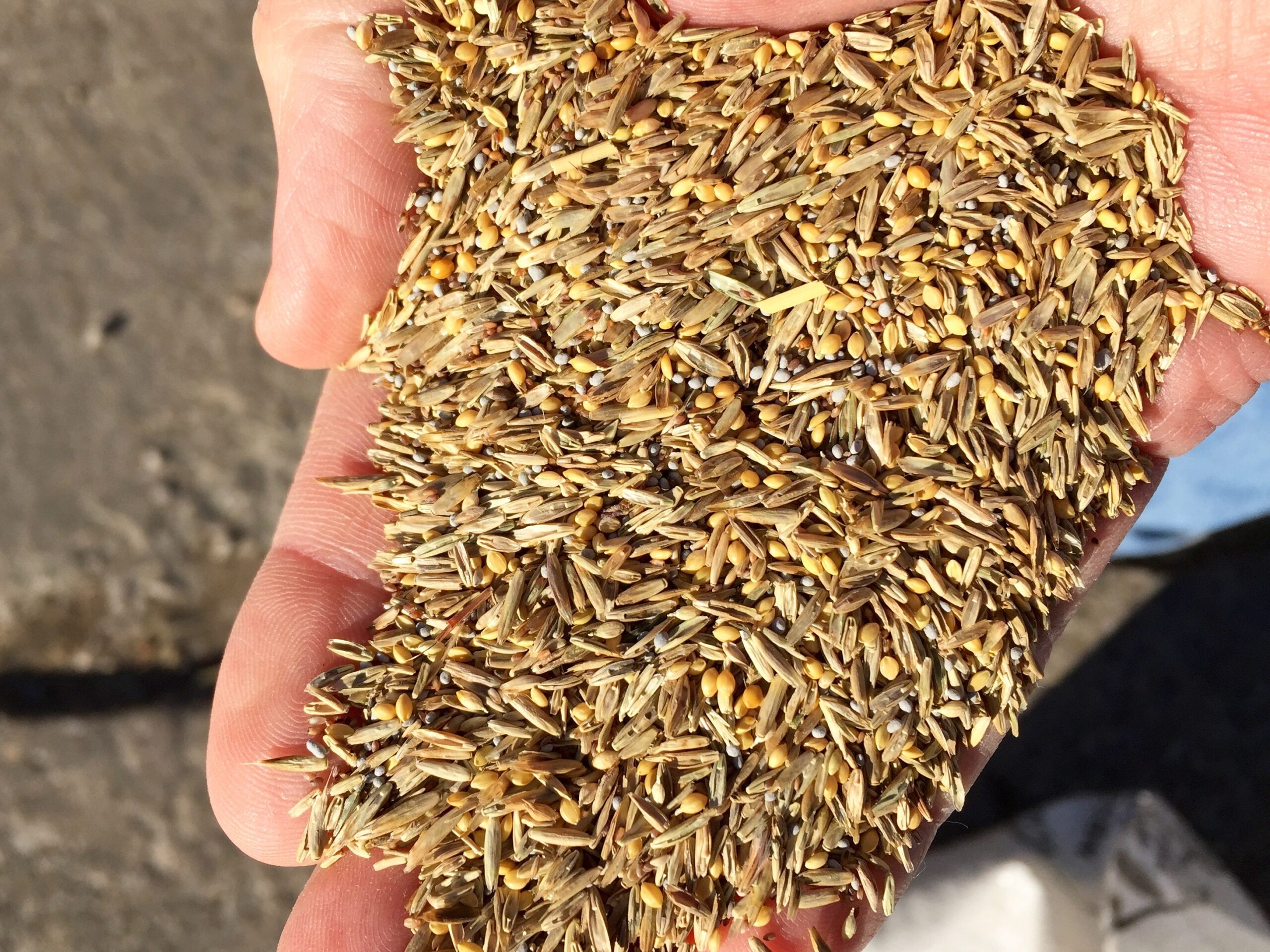 Tank Dam & Erosion Control Mix seed Tank Dam & Erosion Control Mix seed