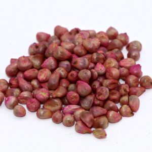 Hybrid Pearl Millet – 50 lb bag