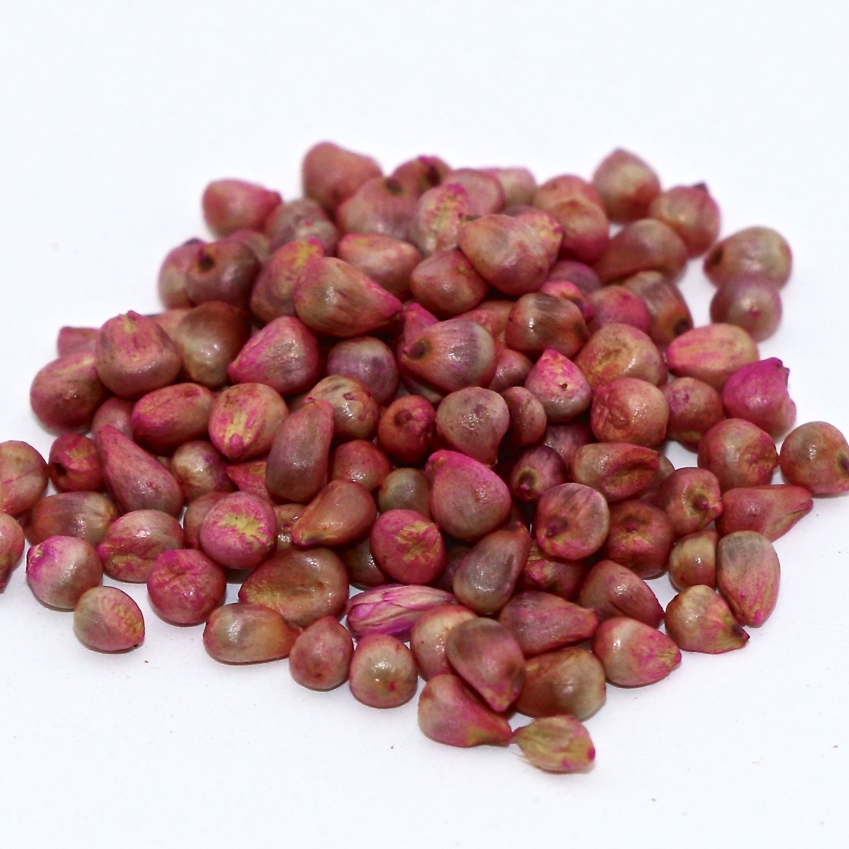 Hybrid Pearl Millet Seed (with seed treatment) Hybrid Pearl Millet Seed (with seed treatment)