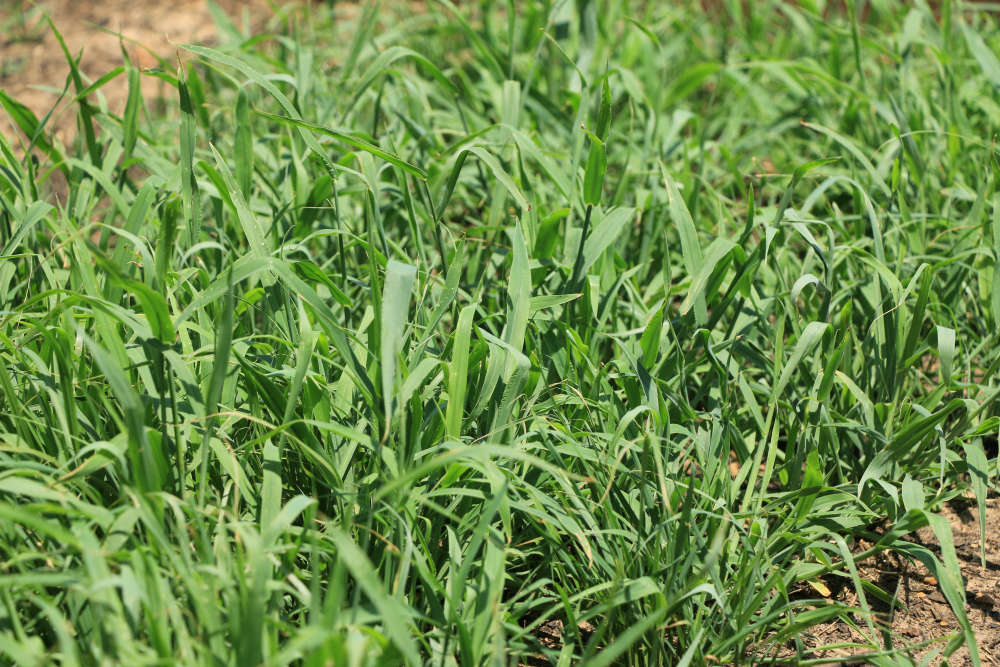 Tank Dam & Erosion Control Mix Tank Dam & Erosion Control Mix