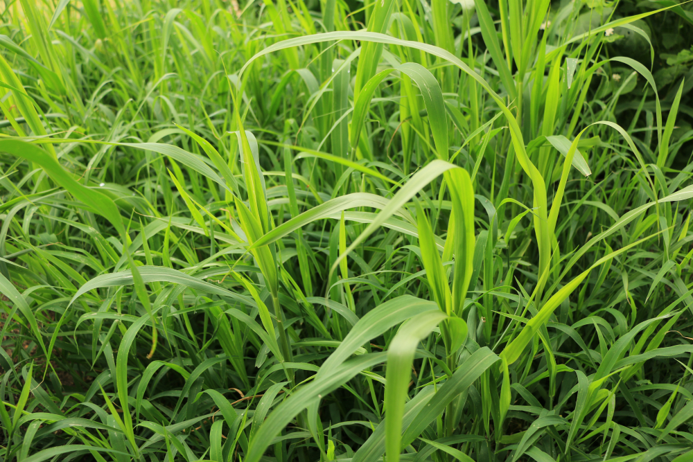 Tank Dam & Erosion Control Mix Tank Dam & Erosion Control Mix