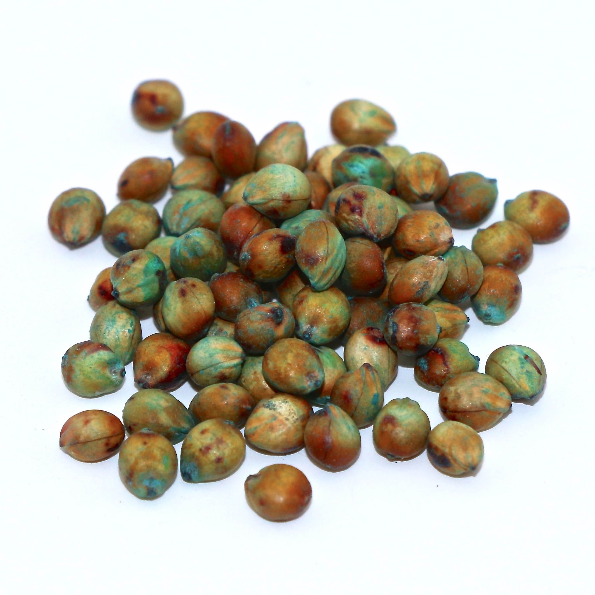 Fastgrass 5 Hybrid Sorghum Sudangrass Seed (with seed treatment) Fastgrass 5 Hybrid Sorghum Sudangrass Seed (with seed treatment)