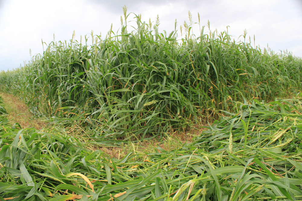 Fastgrass 5 Hybrid Sorghum Sudangrass Fastgrass 5 Hybrid Sorghum Sudangrass