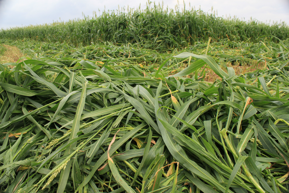 Fastgrass 5 Hybrid Sorghum Sudangrass Fastgrass 5 Hybrid Sorghum Sudangrass