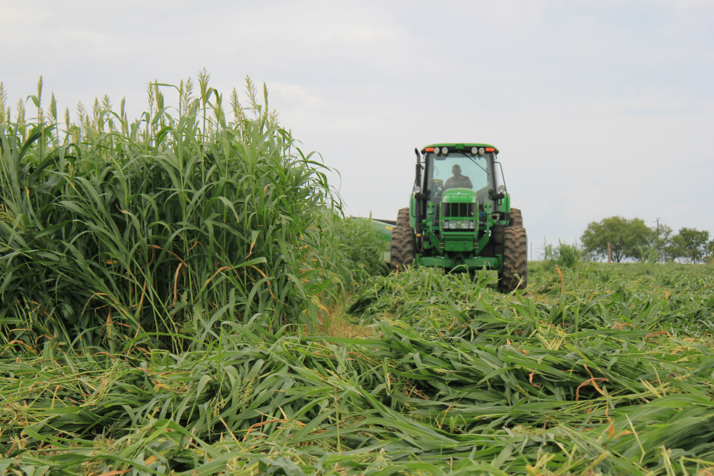 Fastgrass 5 Hybrid Sorghum Sudangrass Fastgrass 5 Hybrid Sorghum Sudangrass