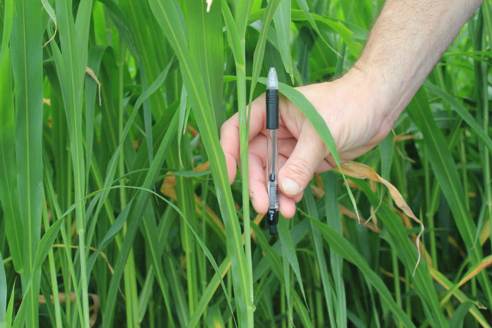 Fastgrass 5 Hybrid Sorghum Sudangrass Fastgrass 5 Hybrid Sorghum Sudangrass