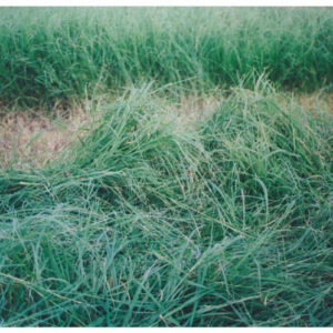 SunGrazer Plus Forage Bermudagrass Blend – 25 lb bag