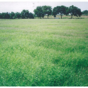 SunGrazer Plus Forage Bermudagrass Blend – 25 lb bag