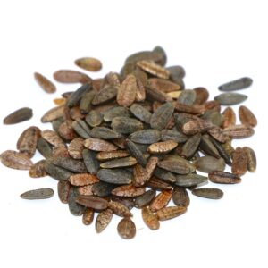 Native Sunflower – per lb