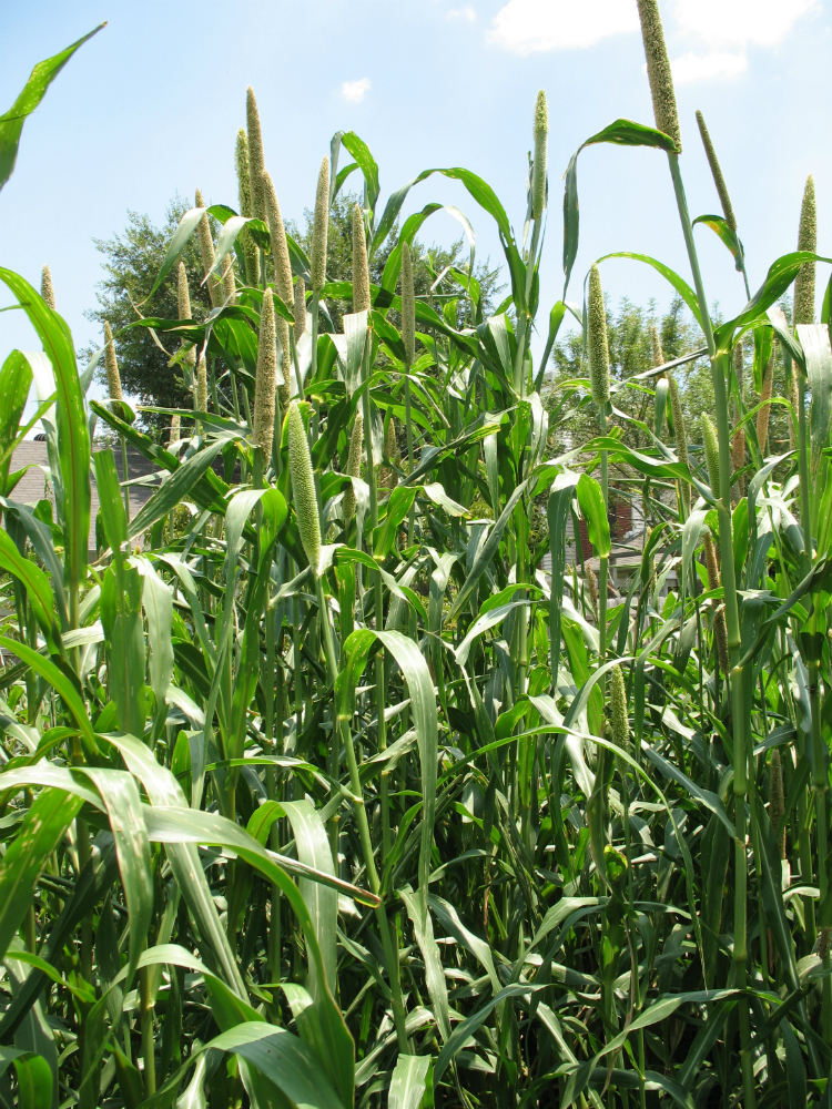 Hybrid Pearl Millet Hybrid Pearl Millet