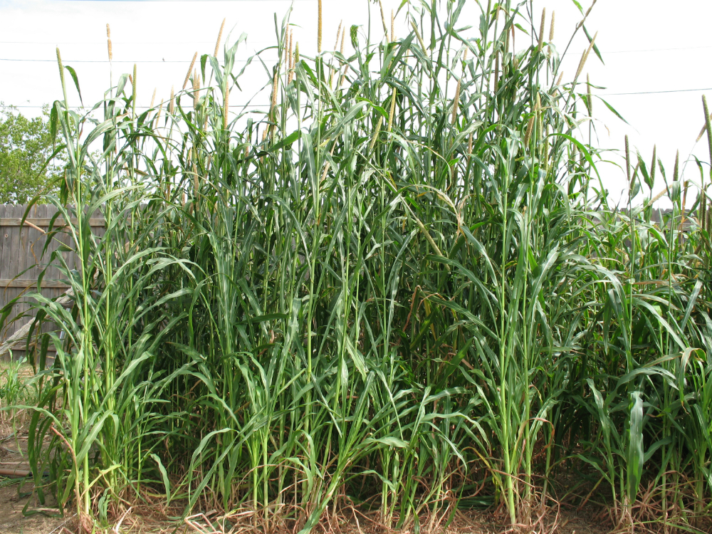 Hybrid Pearl Millet Hybrid Pearl Millet