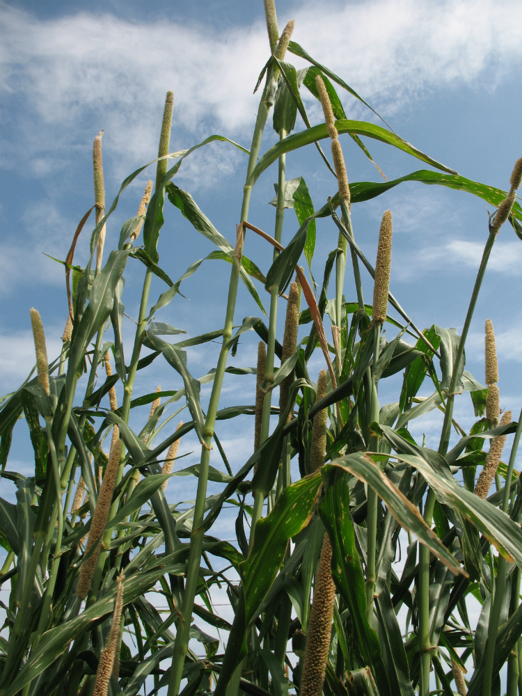 Hybrid Pearl Millet Hybrid Pearl Millet