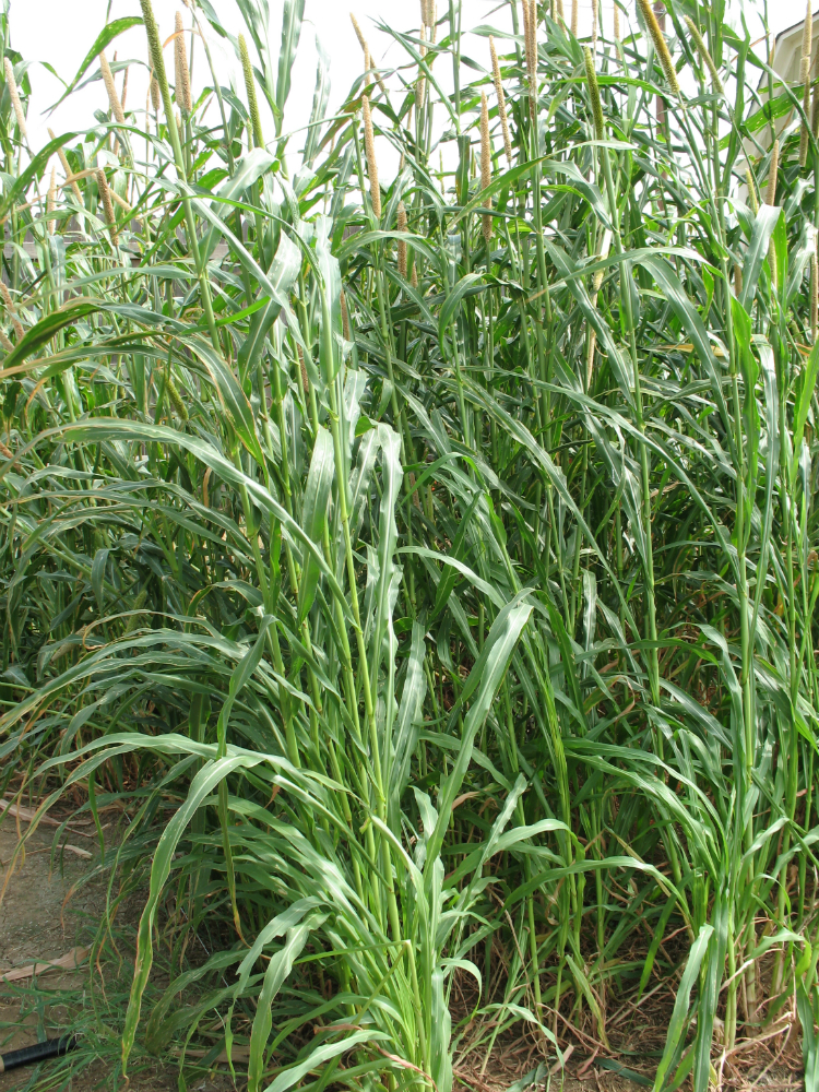 Hybrid Pearl Millet Hybrid Pearl Millet