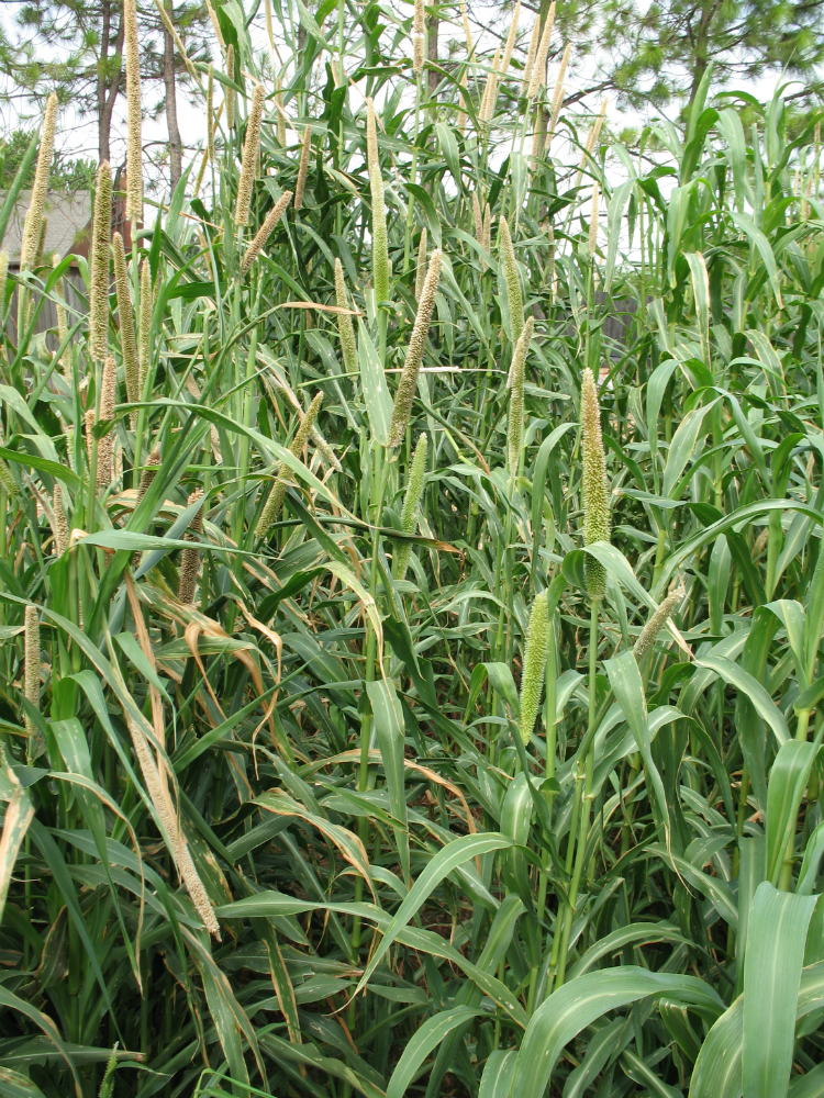 Hybrid Pearl Millet Hybrid Pearl Millet