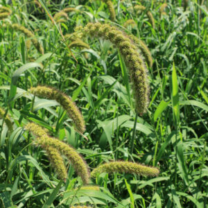 Golden German Foxtail Millet – 50 lb bag