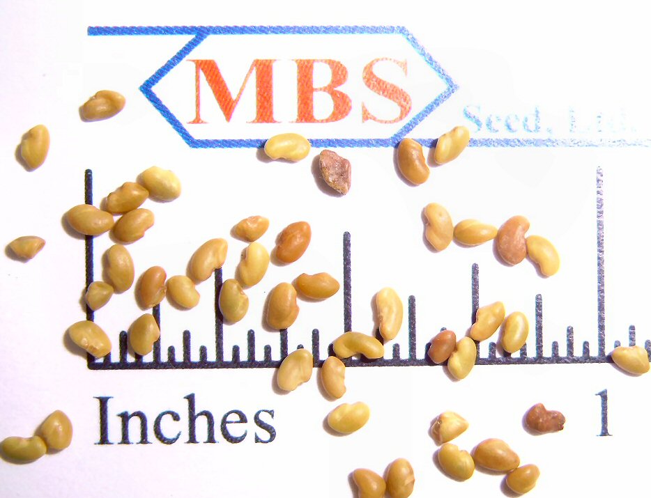 VNS Alfalfa seed VNS Alfalfa seed