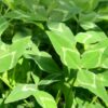 Apache Arrowleaf Clover - 50 lb bag-0