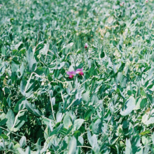 Austrian Winter Field Pea 50 lb bag