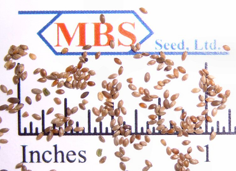 Hulled Common Bermudagrass Seed Hulled Common Bermudagrass Seed