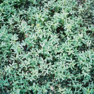 Balady 1 Berseem Clover 50 lb bag