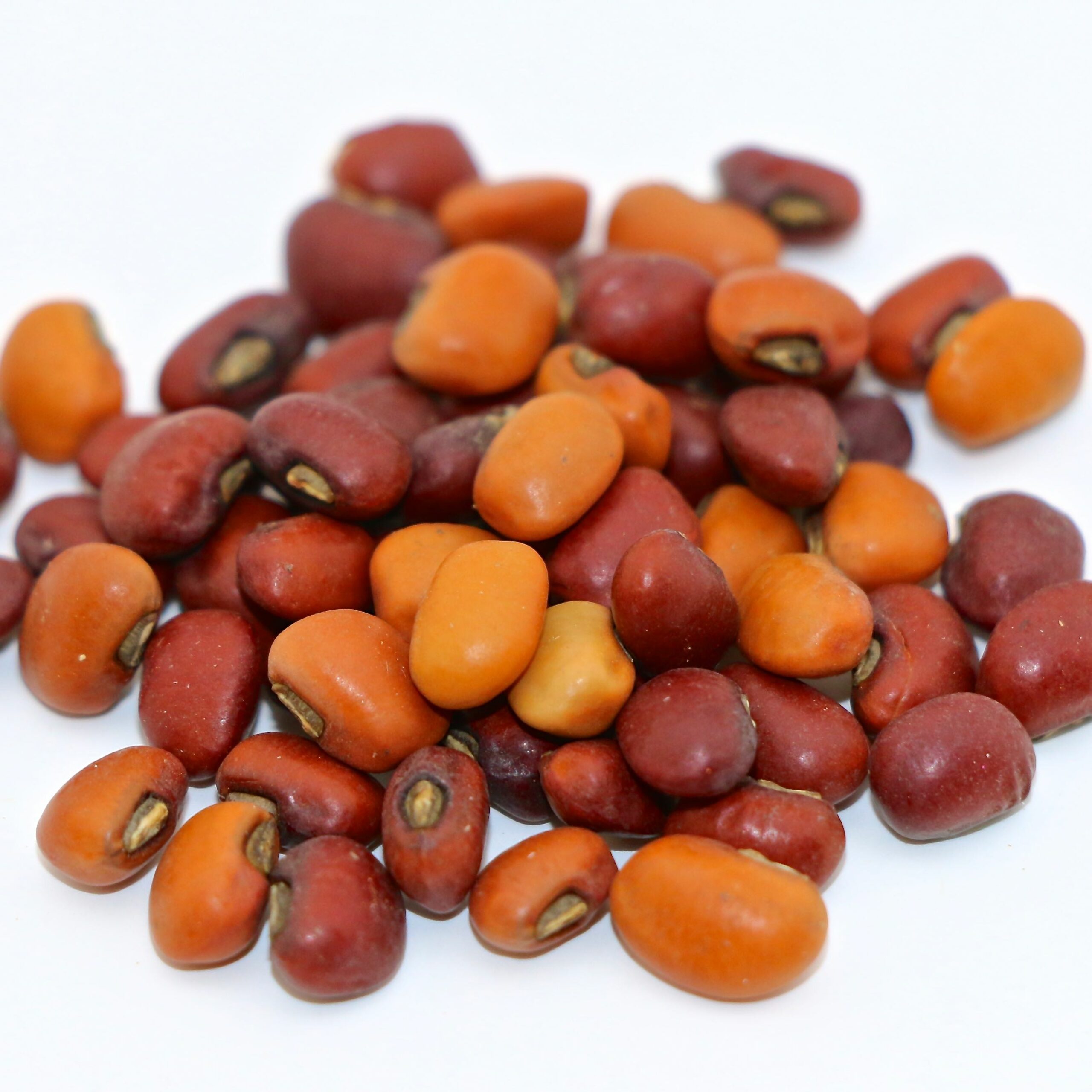 Iron & Clay Mixed Cowpea Seed Iron & Clay Mixed Cowpea Seed