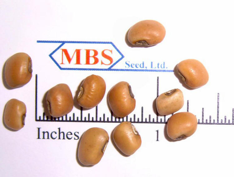Iron & Clay Mixed Cowpea Seed Iron & Clay Mixed Cowpea Seed