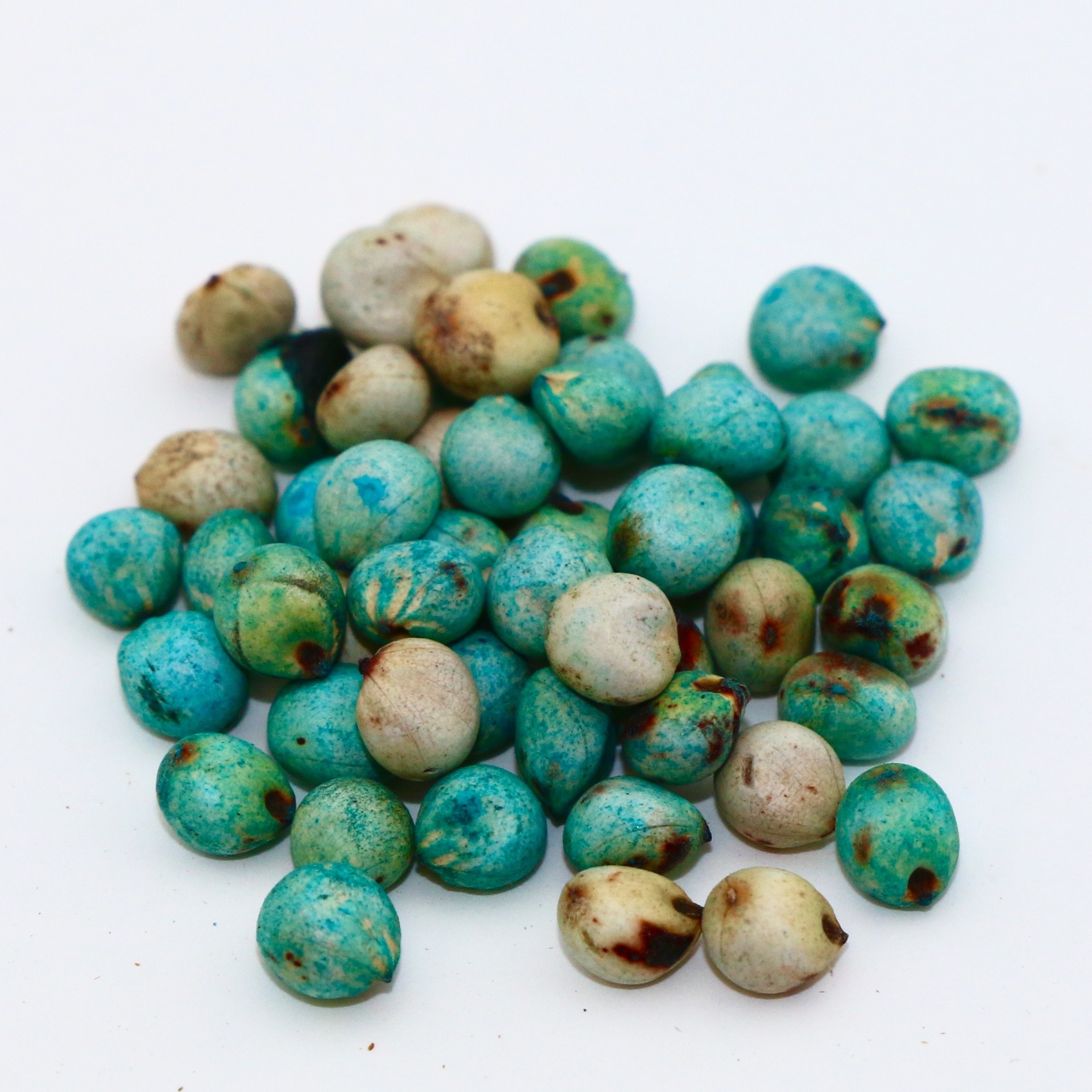 Hegari seed (treated) Hegari seed (treated)