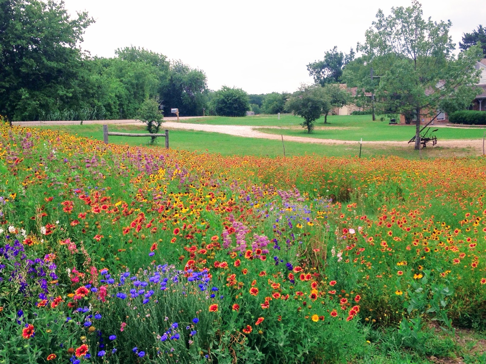 TexOkla Wildflower Mix, fall planted in North Texas, photo in mid May TexOkla Wildflower Mix, fall planted in North Texas, photo in mid May