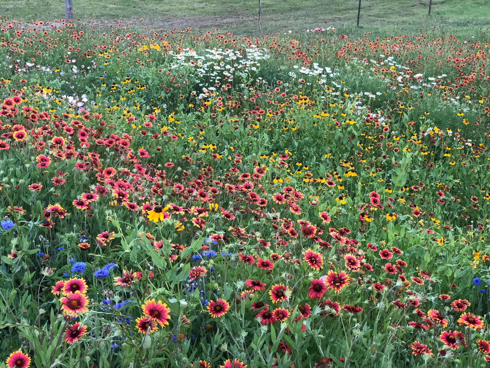 TexOkla Wildflower Mix, fall planted in North Texas TexOkla Wildflower Mix, fall planted in North Texas