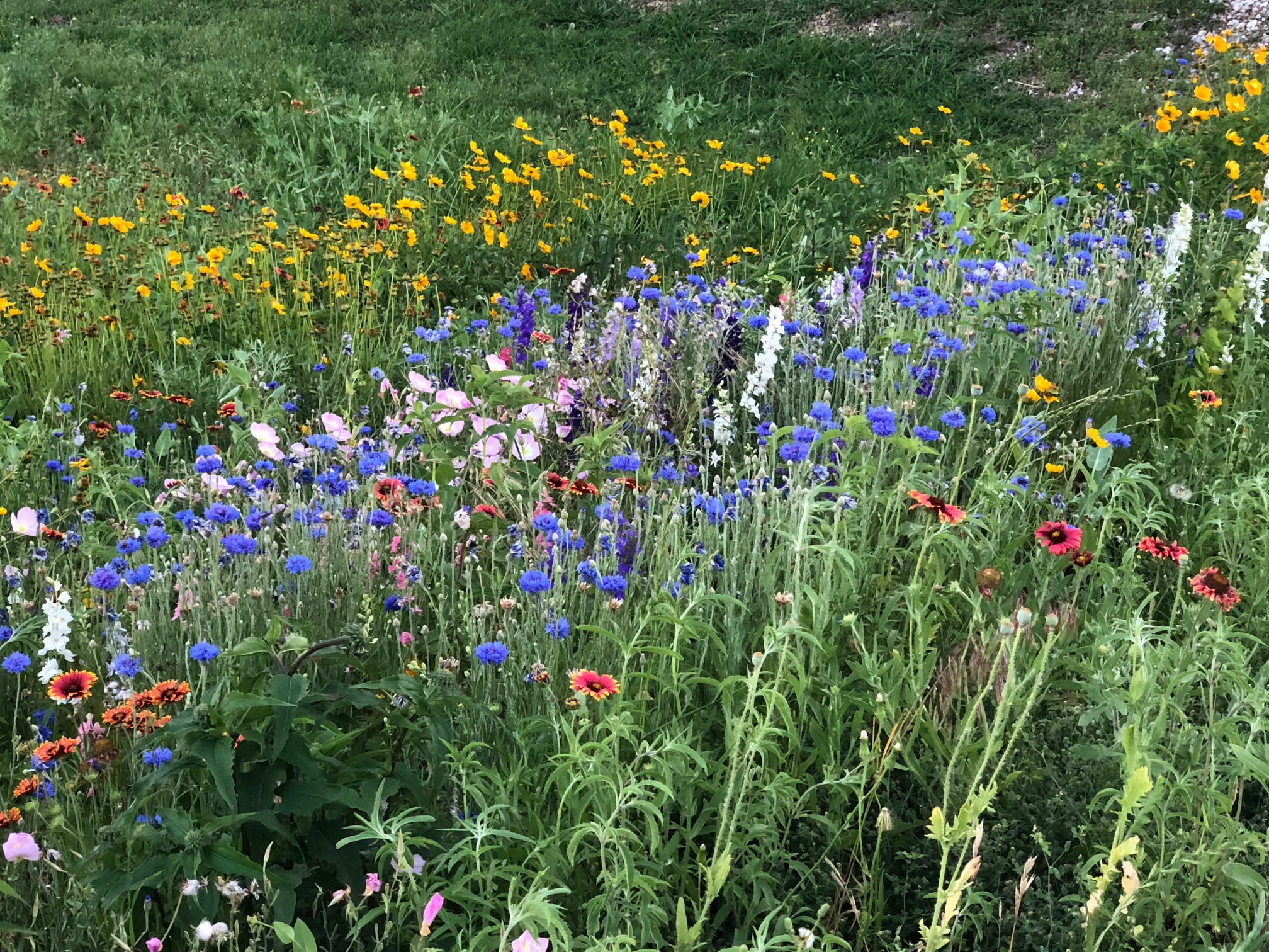 TexOkla Wildflower Mix, fall planted in North Texas TexOkla Wildflower Mix, fall planted in North Texas