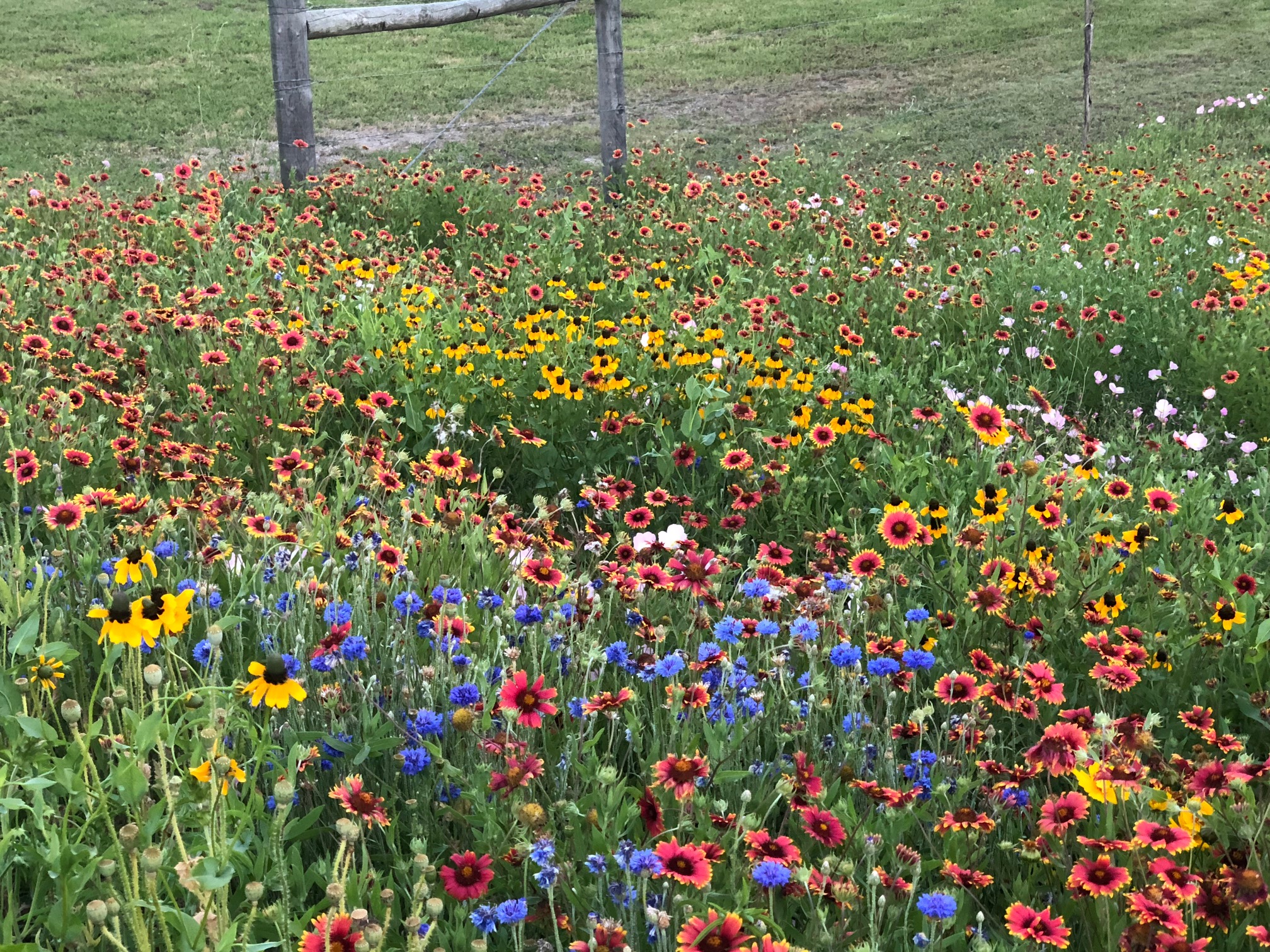 TexOkla Wildflower Mix, fall planted in North Texas TexOkla Wildflower Mix, fall planted in North Texas