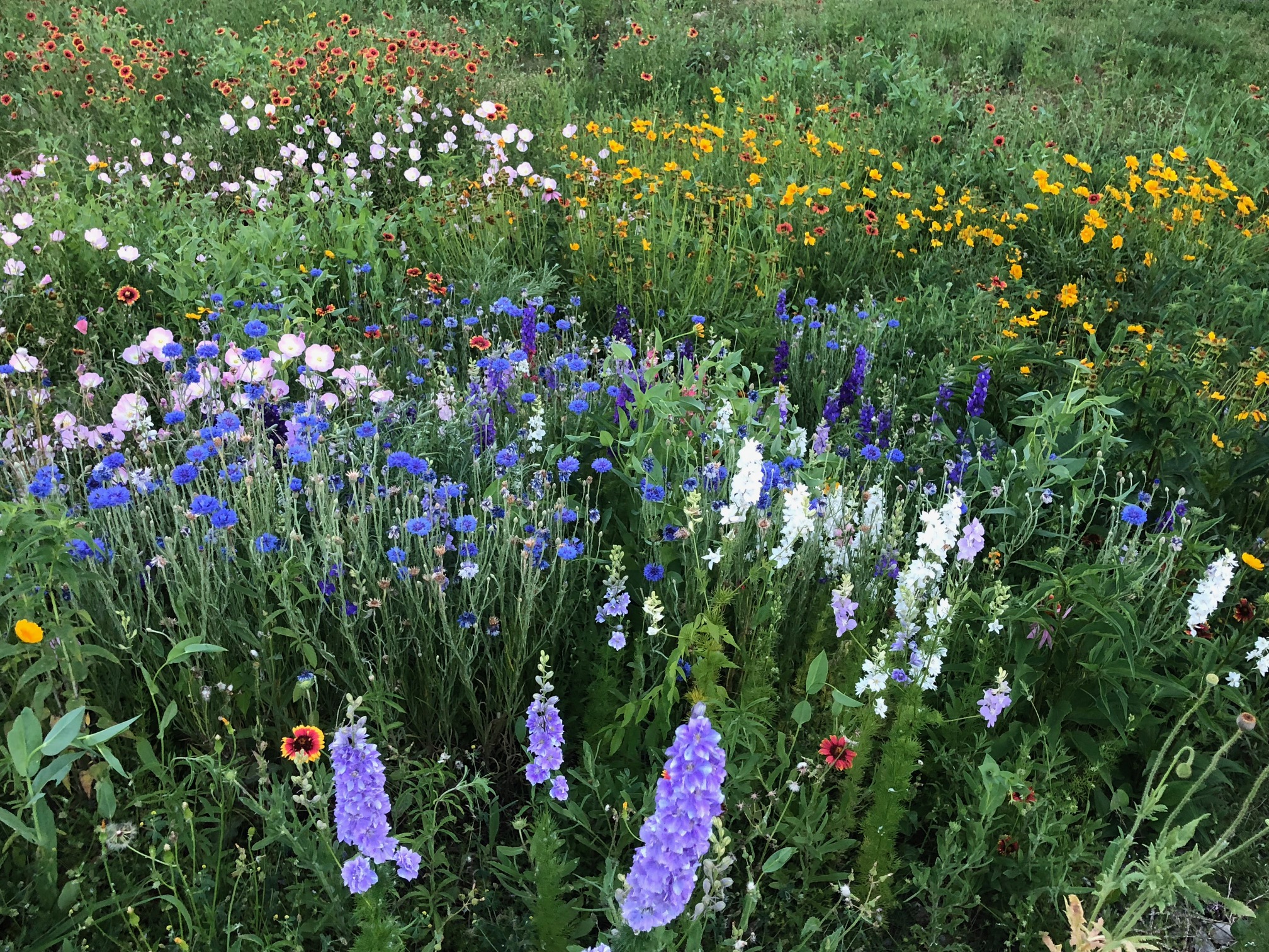 TexOkla Wildflower Mix, fall planted in North Texas TexOkla Wildflower Mix, fall planted in North Texas