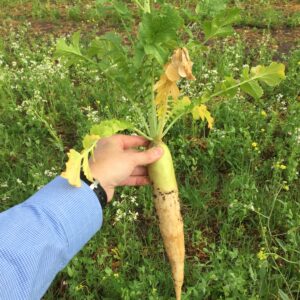 Daikon Radish 50 lb bag