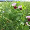 Austrian Winter Field Peas