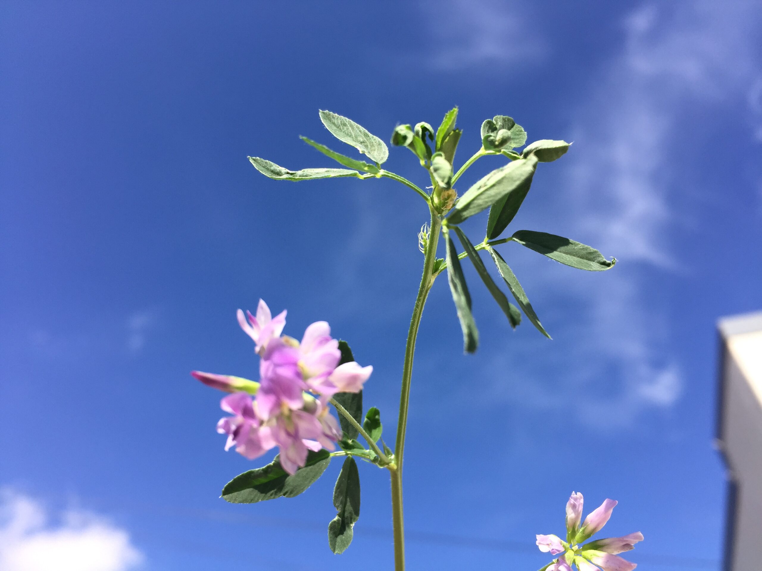 Alfalfa flower Alfalfa flower