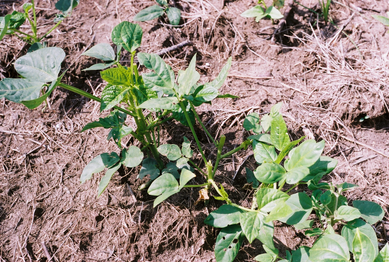 Iron & Clay Cowpeas Iron & Clay Cowpeas