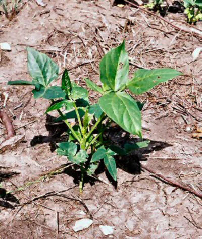 Iron & Clay Cowpeas Iron & Clay Cowpeas