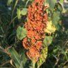 WGF Sorghum