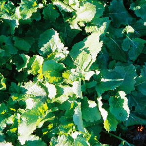 Purple-Top White Globe Turnips 50 lb bag