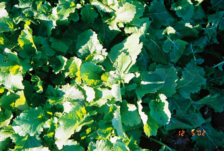 Purple-top White Globe Turnip, young plants Purple-top White Globe Turnip, young plants