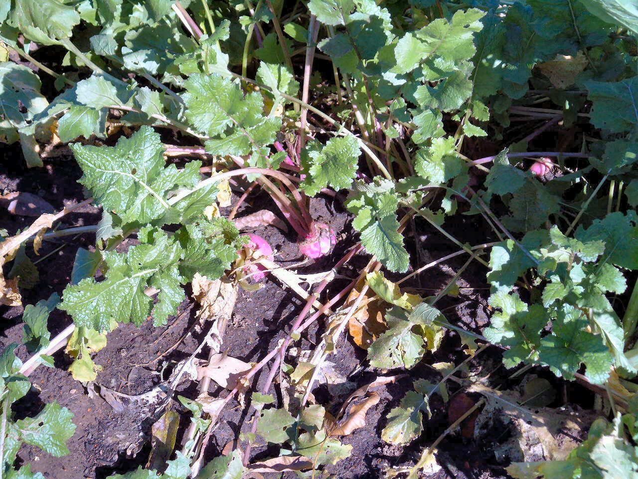 Purple-top White Globe Turnip, in garden Purple-top White Globe Turnip, in garden