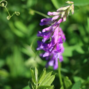 Hairy Vetch 50 lb bag
