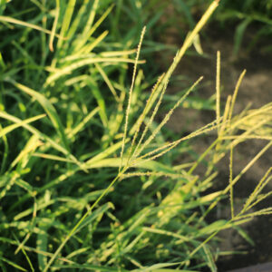 Red River Crabgrass 25 lb bag