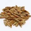 Elbon Rye Seed