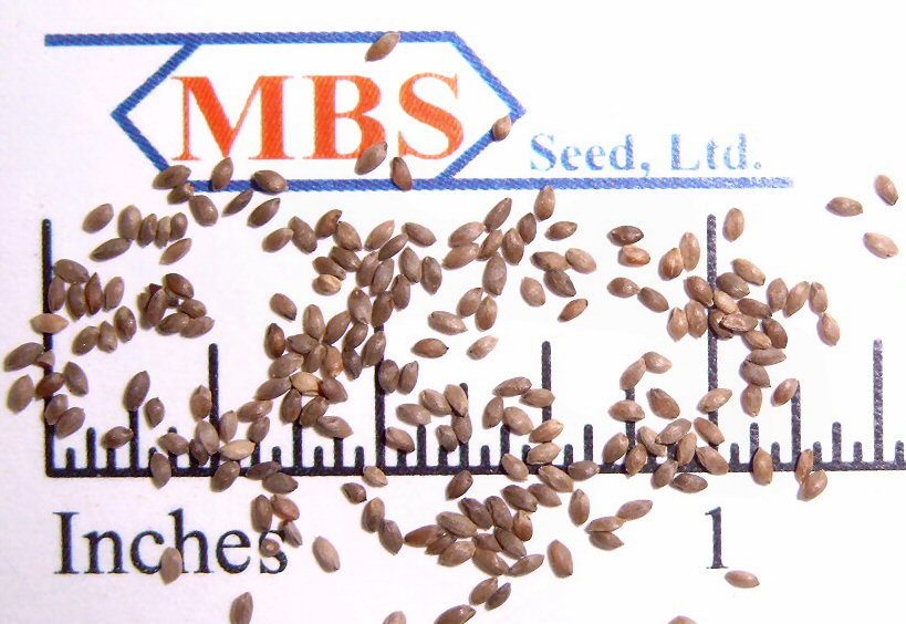 Hulled Giant Bermudagrass seed Hulled Giant Bermudagrass seed