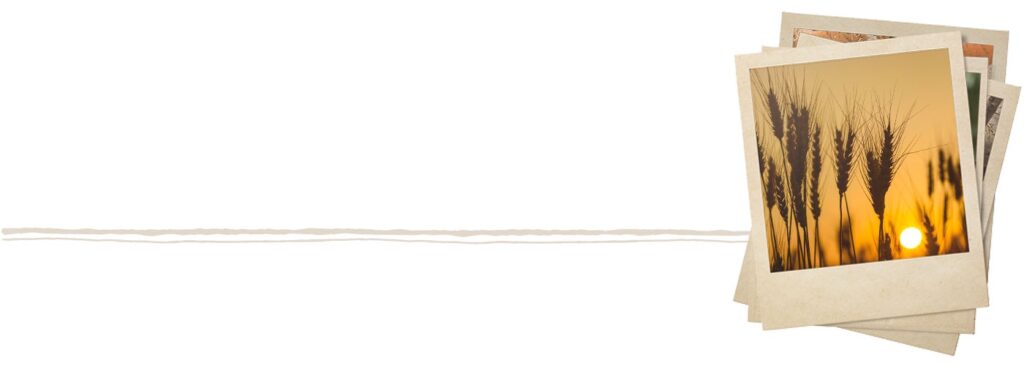 Wheat Field at Sun Set With Category Underline