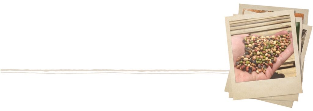 Handful of Mixed Seeds With Category Underline