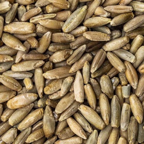 Wheat Seed